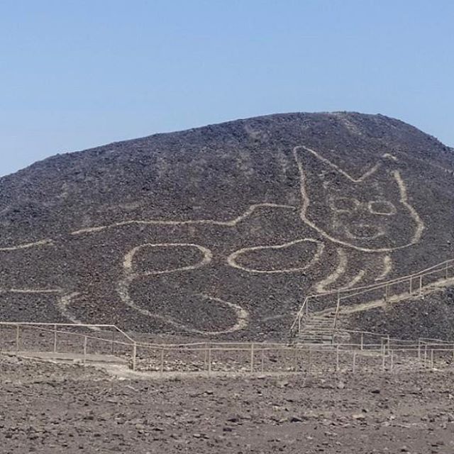 เส้นนาซการูปแมว