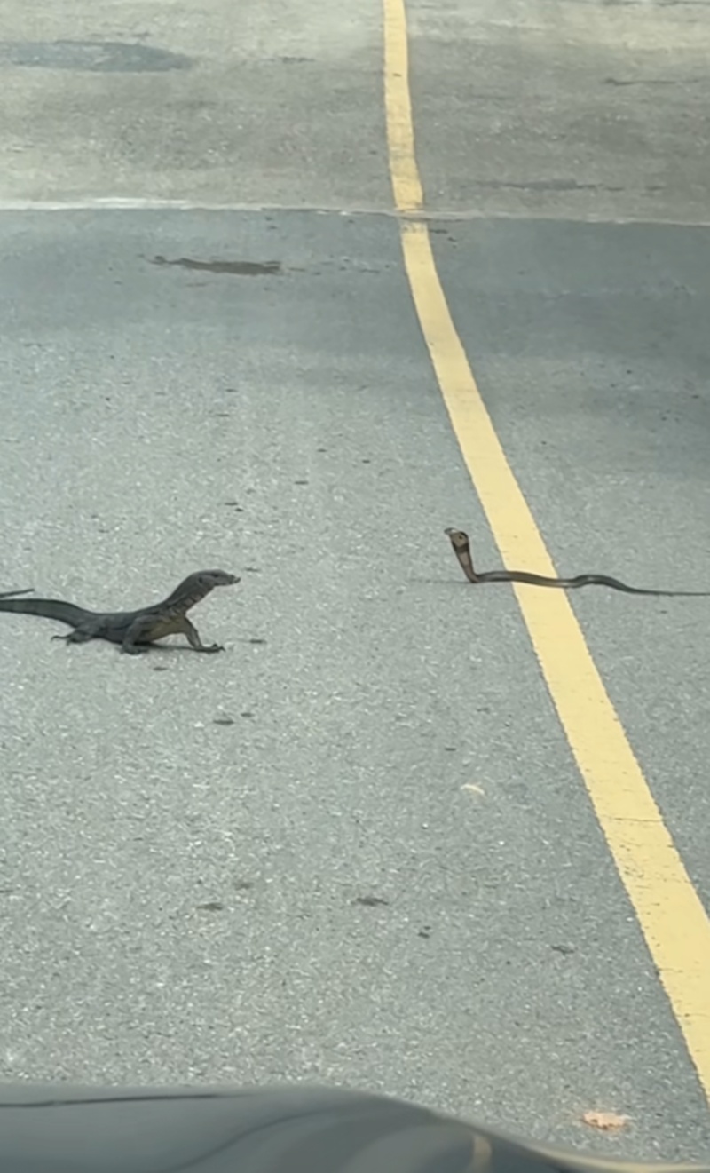 สัตว์สู้กัน