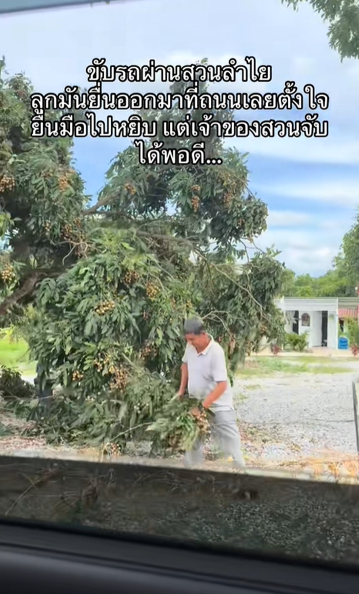 เก็บลำไย