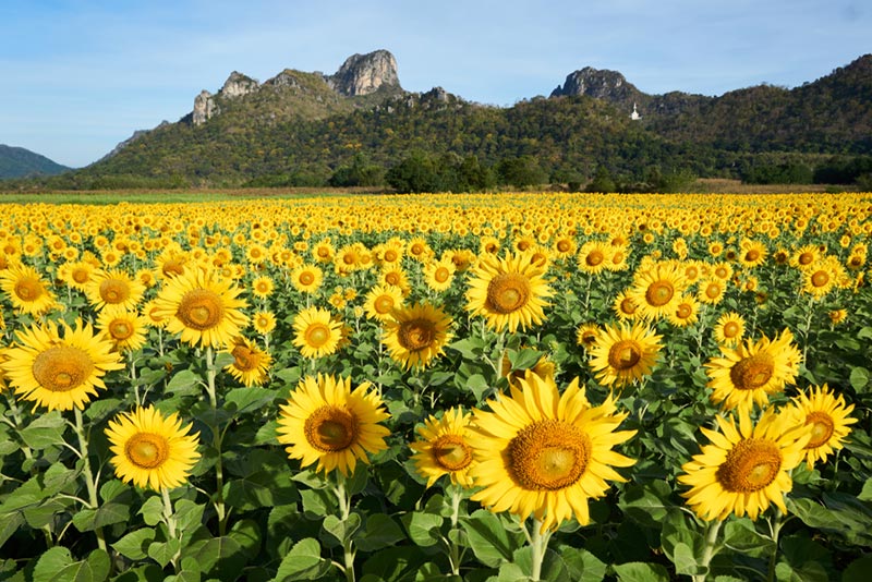 ที่เที่ยวปีใหม่ใกล้กรุงเทพฯ