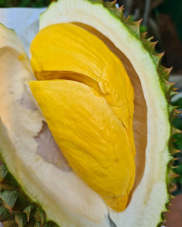 ทุเรียนปราจีนบุรี 2566