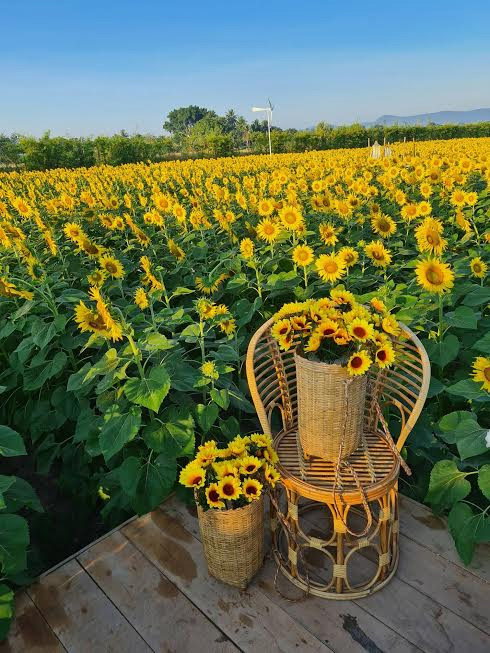 ทุ่งทานตะวัน กาญจนบุรี