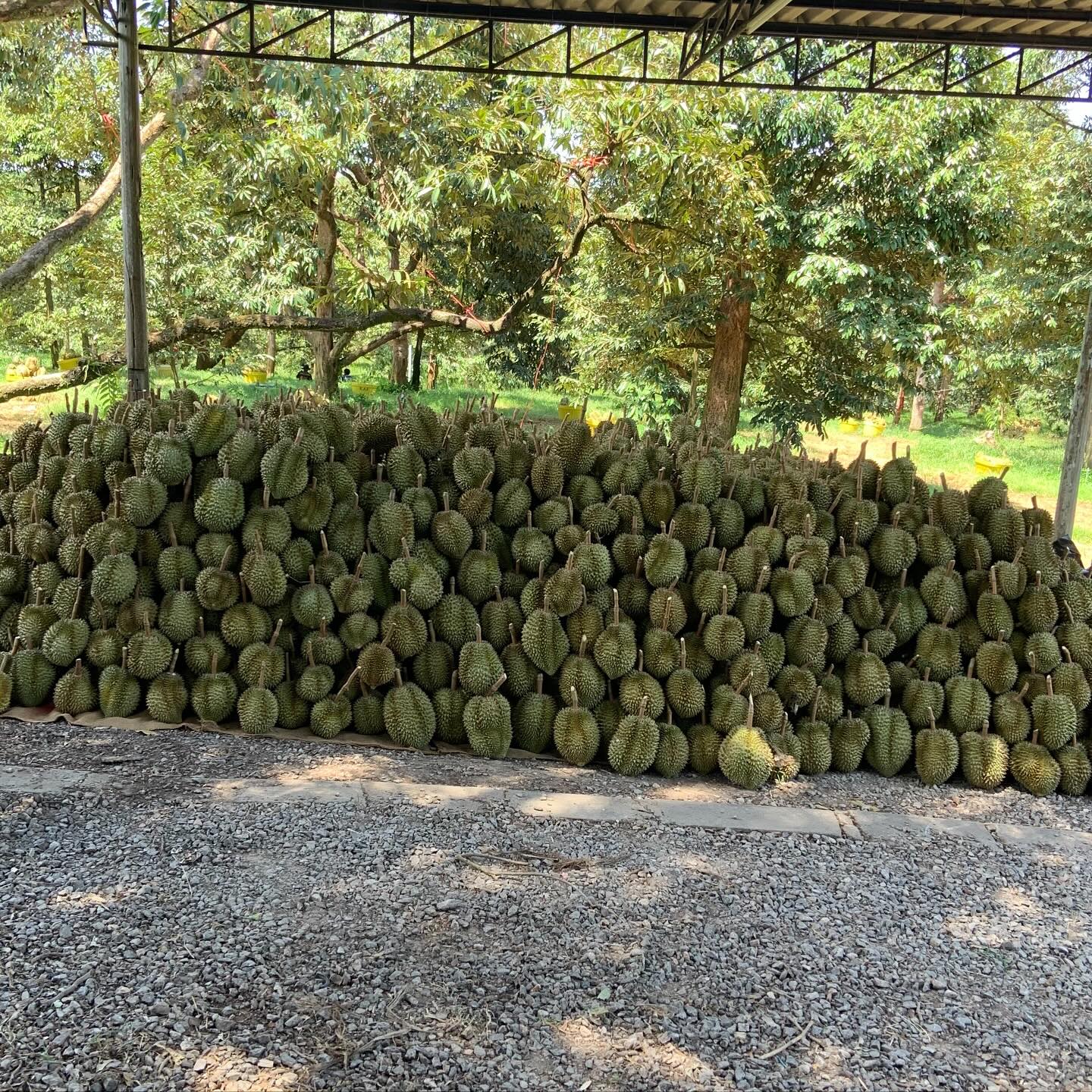 ชลิต เฟื่องอารมย์