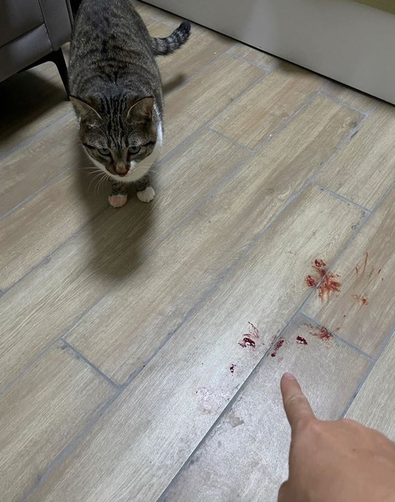แมว