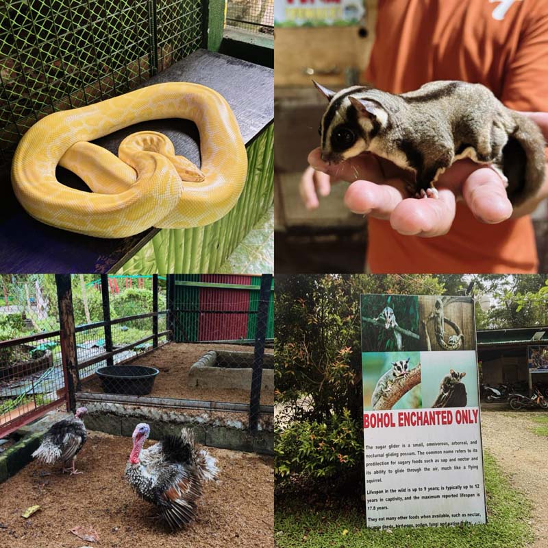 เที่ยวฟิลิปปินส์ เมือง Bohol กับ Panglao