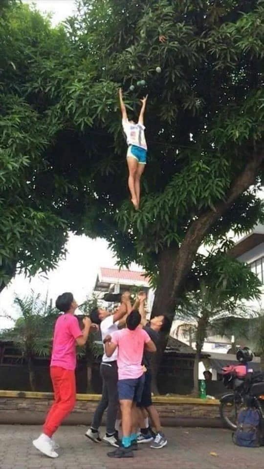 เก็บมะม่วง