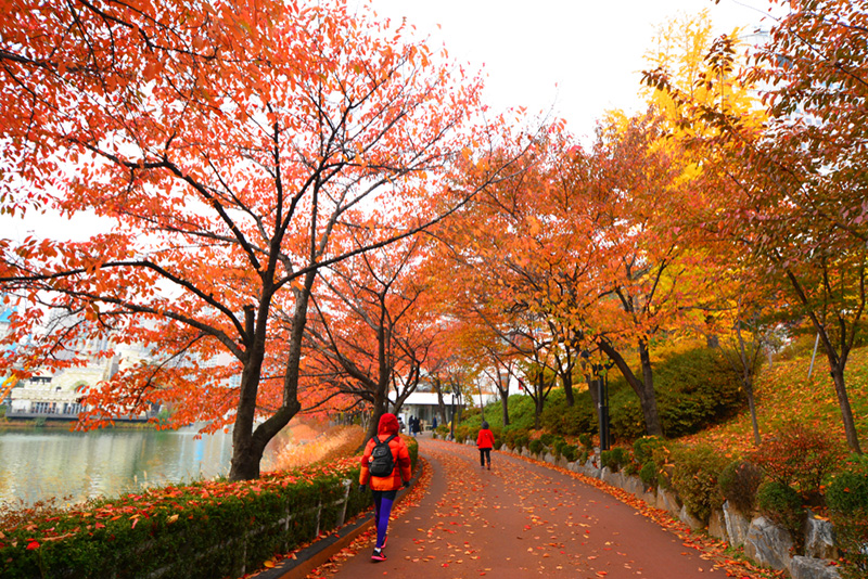 ใบไม้เปลี่ยนสี