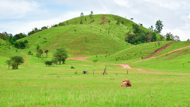 ภูเขาหญ้า ระนอง