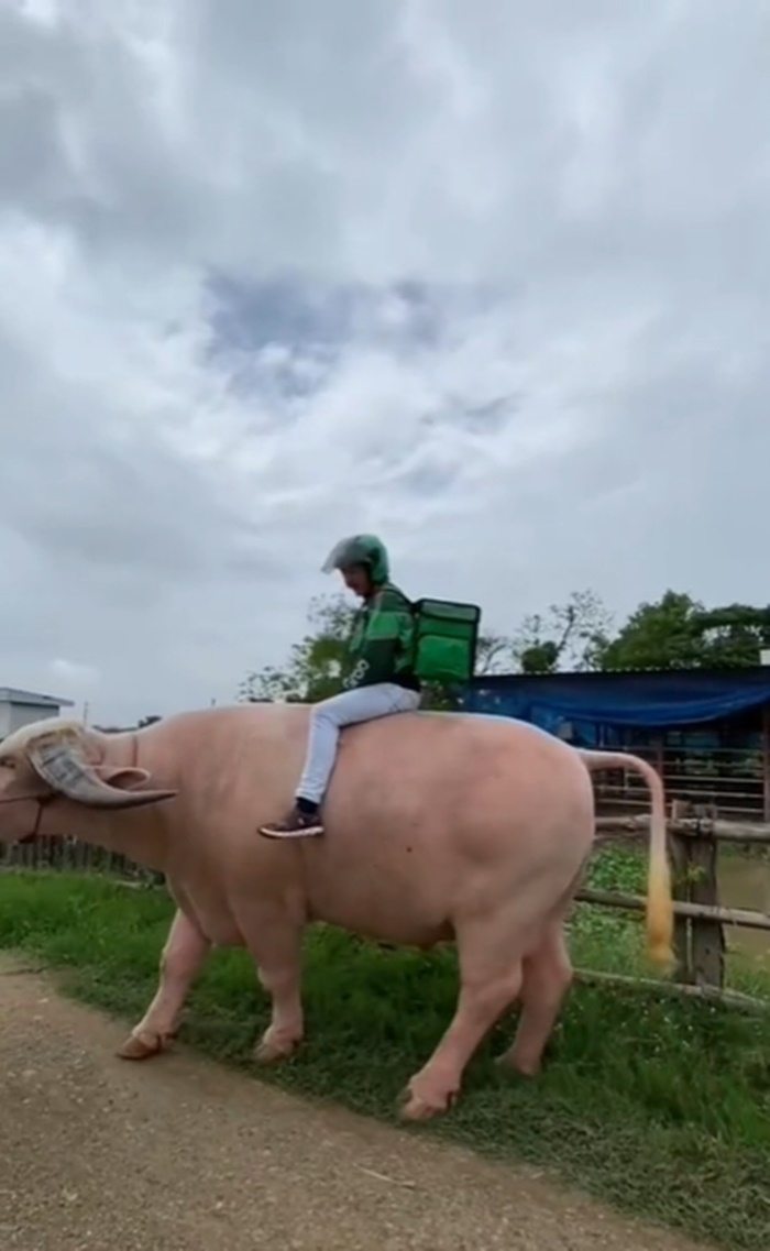 ส่งอาหาร