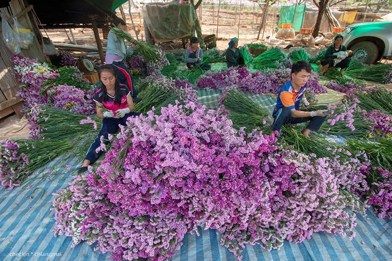 ทุ่งดอกสแตติส เชียงใหม่