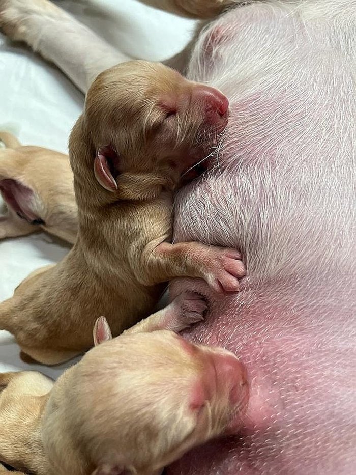 สุนัขตำรวจ