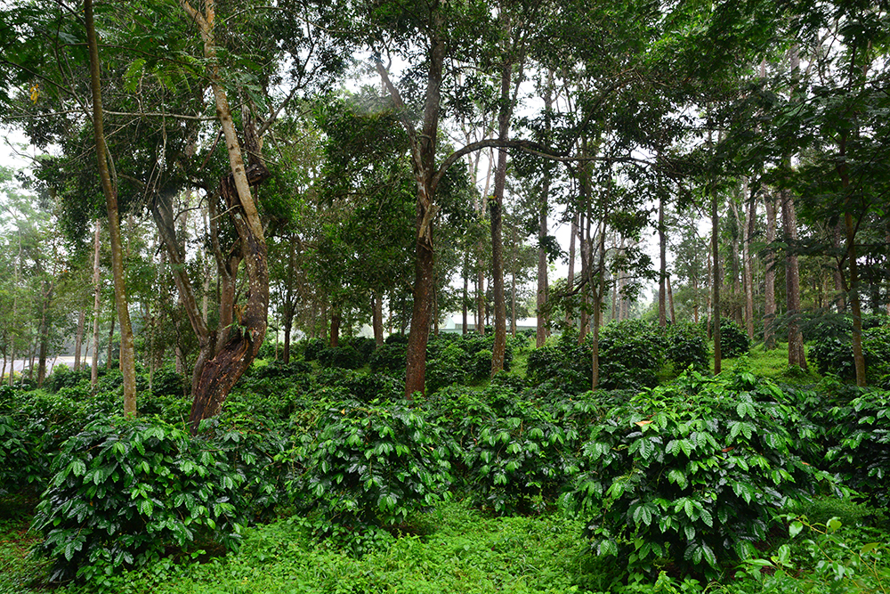 ปตท. โครงการหลวงเลอตอ