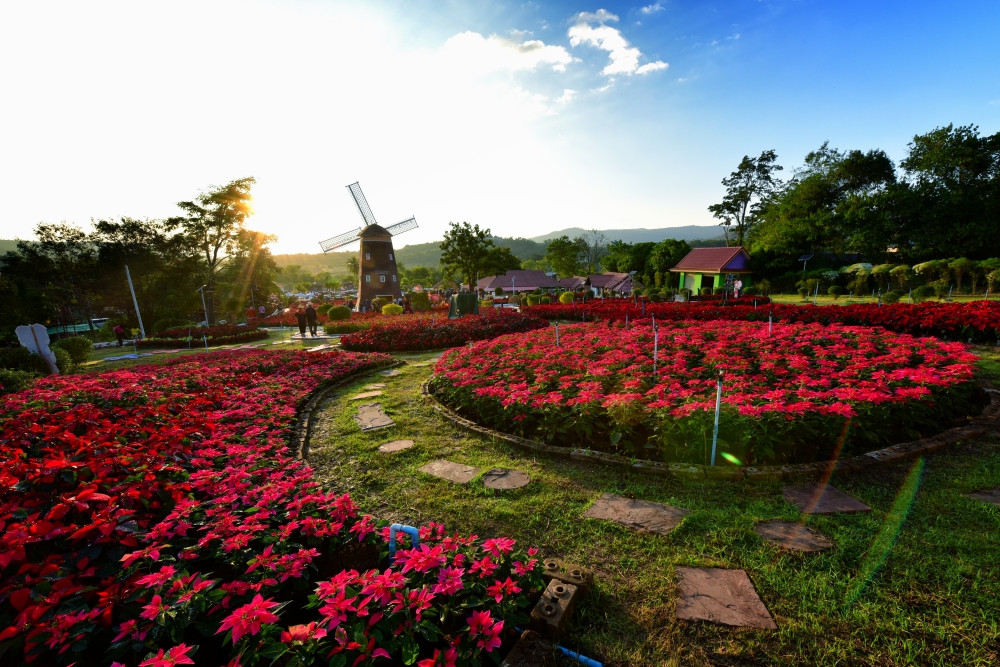 เทศกาลต้นคริสต์มาสภูเรือ