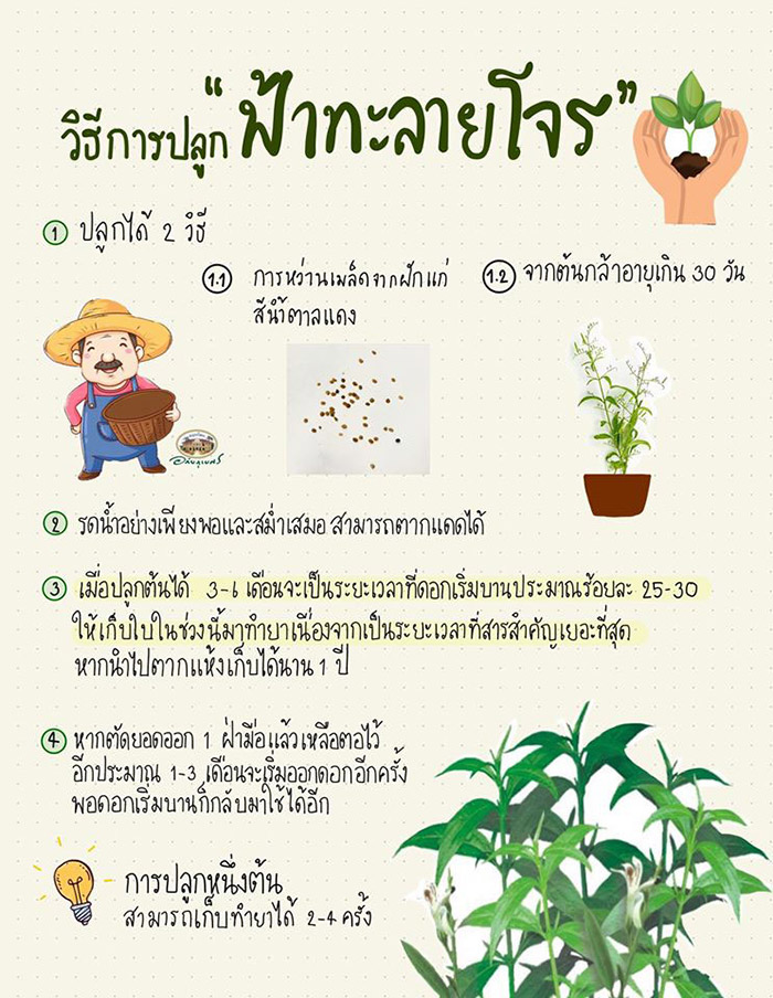 วิธีปลูกฟ้าทะลายโจร
