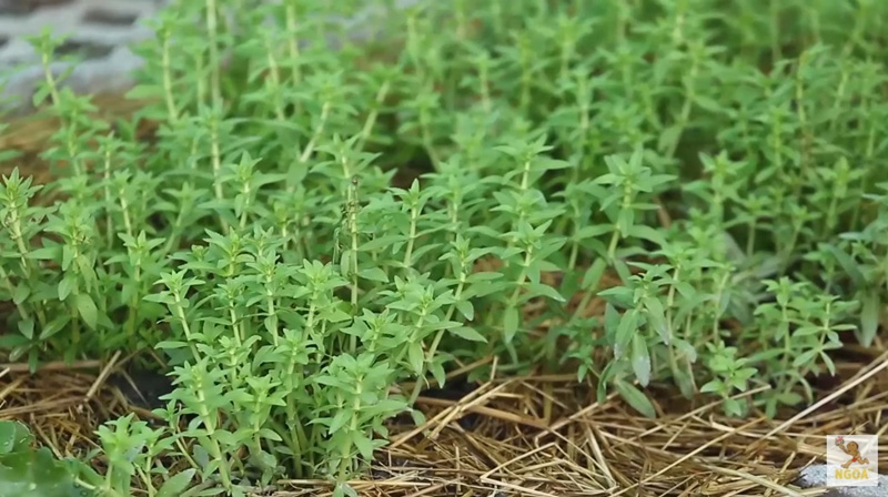 บ้านแอน สิเรียม