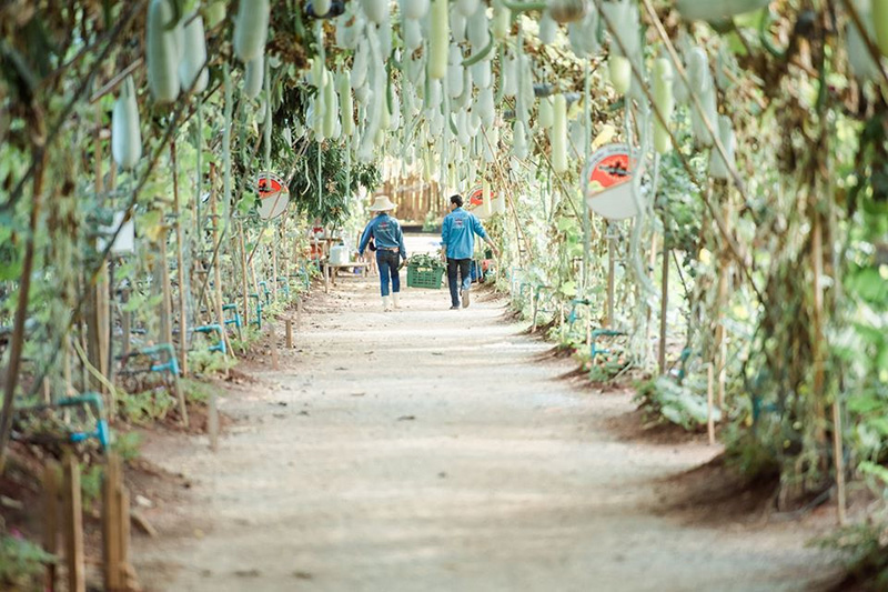 สวนเมเปิ้ล จ.กาญจนบุรี