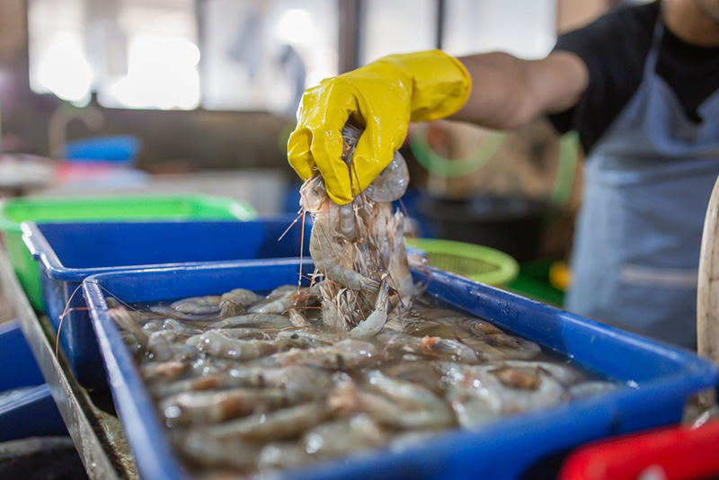 กุ้งมีกี่ชนิด