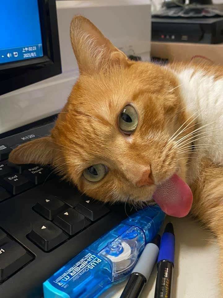 แมวหลับ