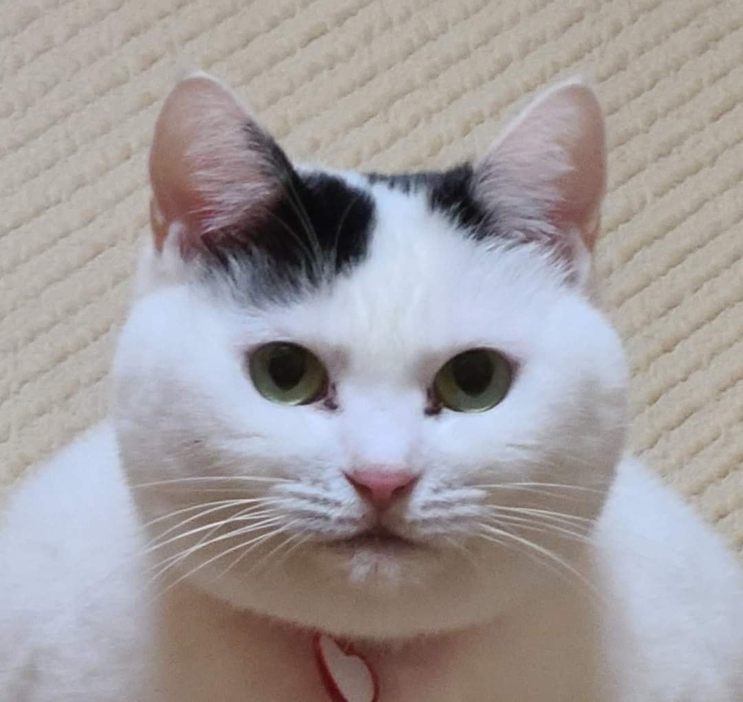 แมวญี่ปุ่น