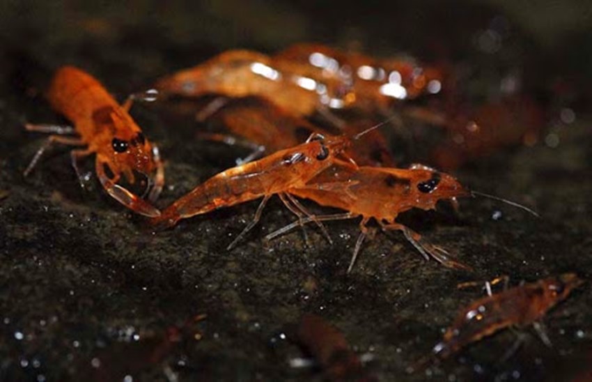 กุ้งเดินขบวน 2565