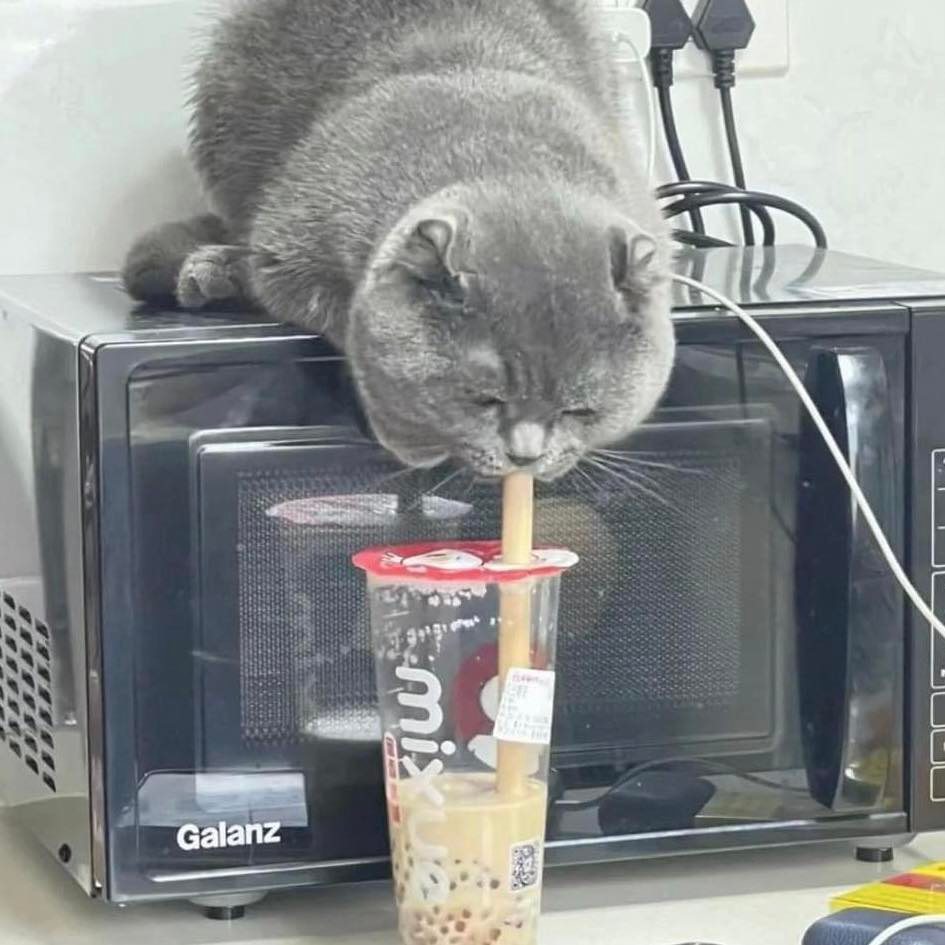 แมวแอบกิน