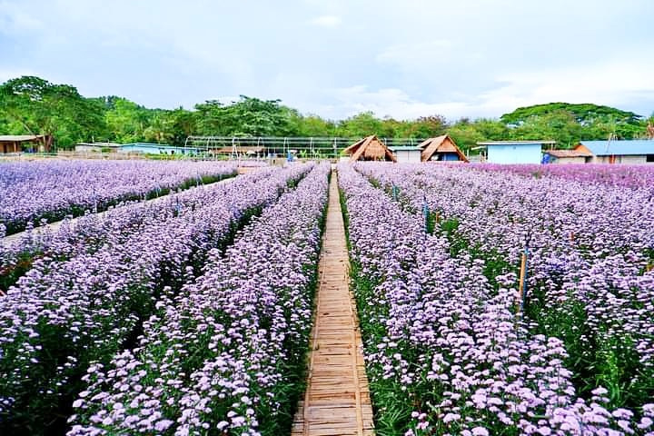 ไร่กลิ่นเกสร เชียงใหม่