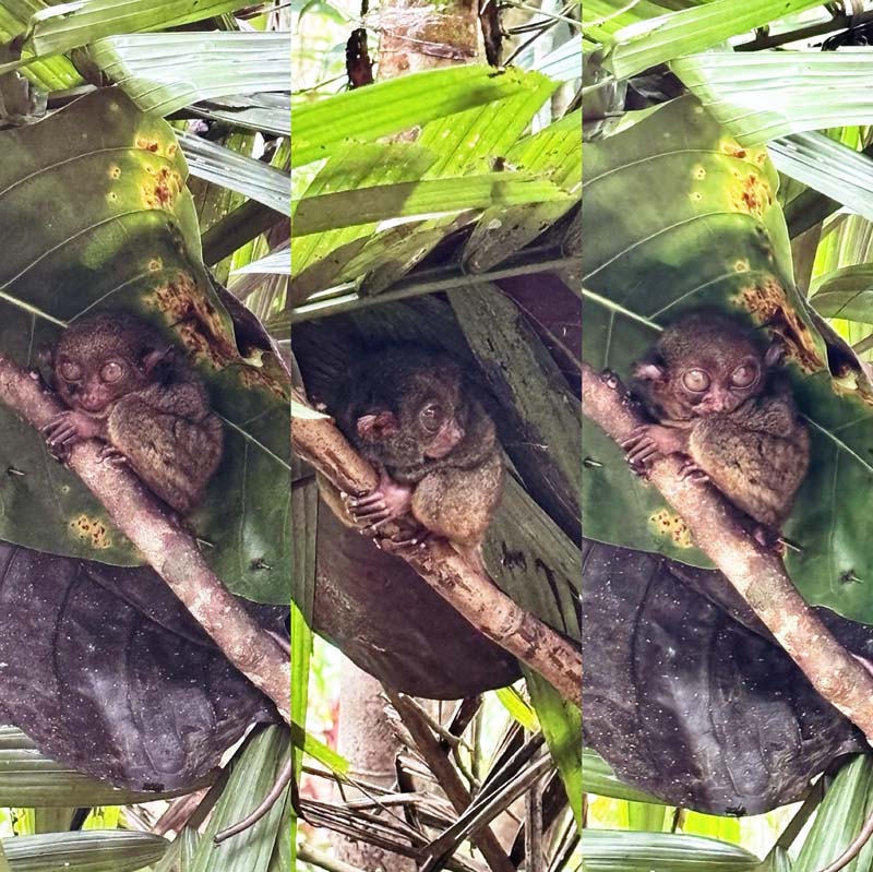 เที่ยวฟิลิปปินส์ เมือง Bohol กับ Panglao