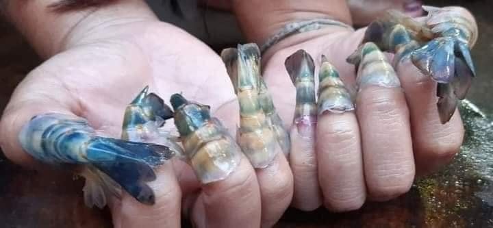 หางกุ้ง