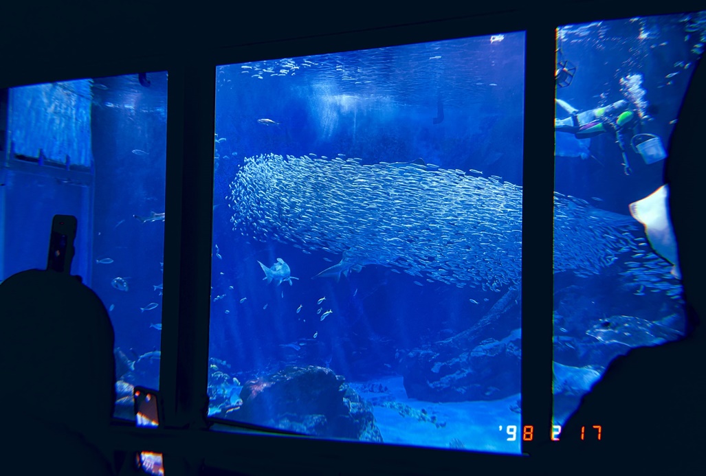 ปลาซาร์ดีน