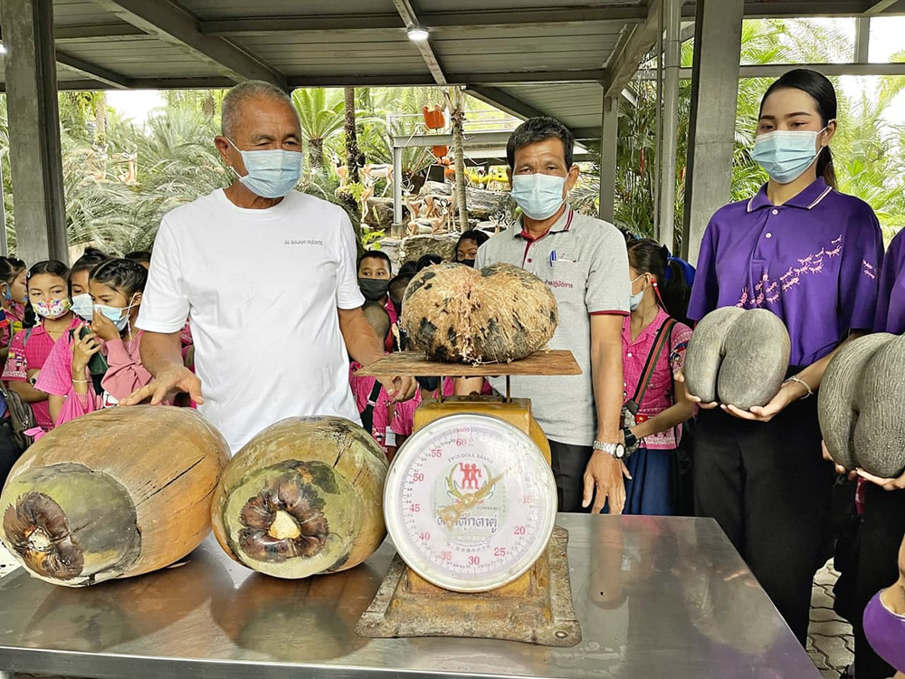 สวนนงนุช พัทยา