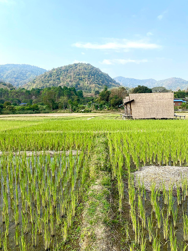 เขา เคียง นา ที่พักวิวทุ่งนา 2569