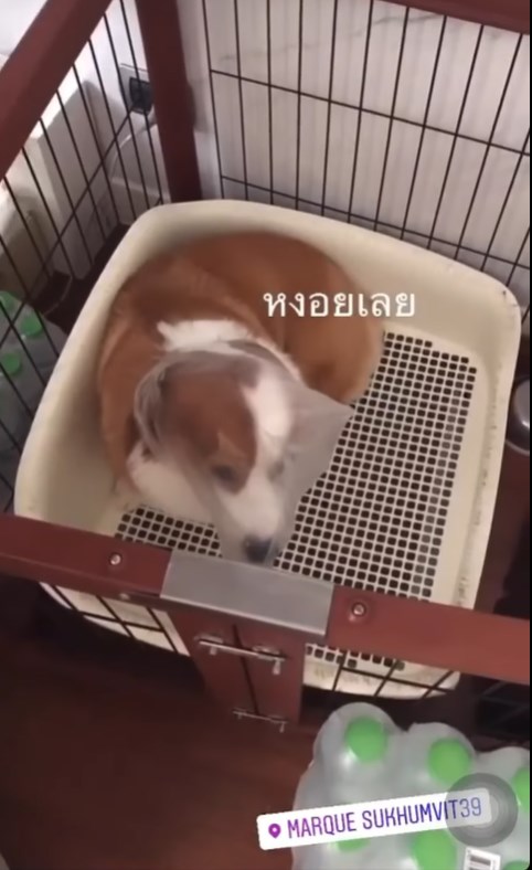 ทารุณสัตว์