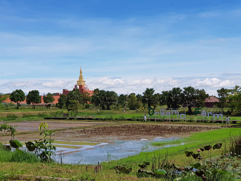โครงการเกษตรอินทรีย์ สนามบินสุโขทัย จังหวัดสุโขทัย