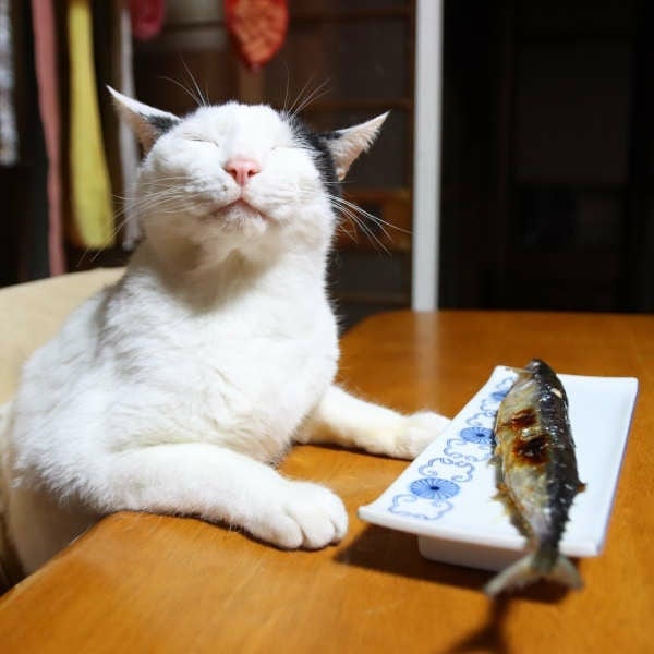 แมวหิว