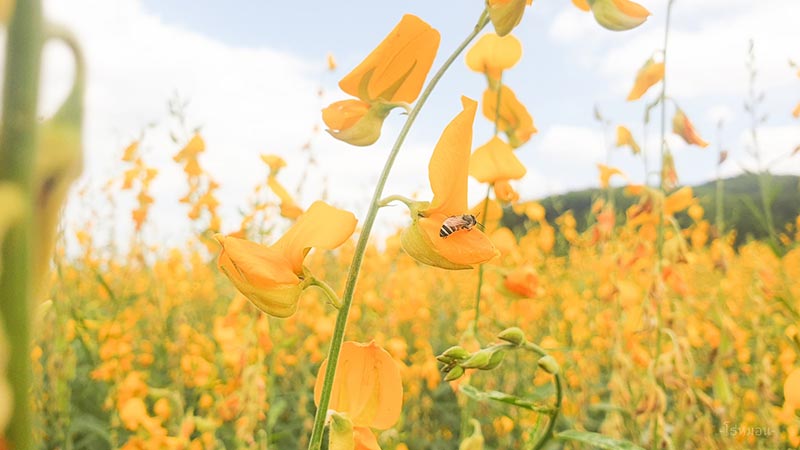 ทุ่งปอเทืองเหลือง