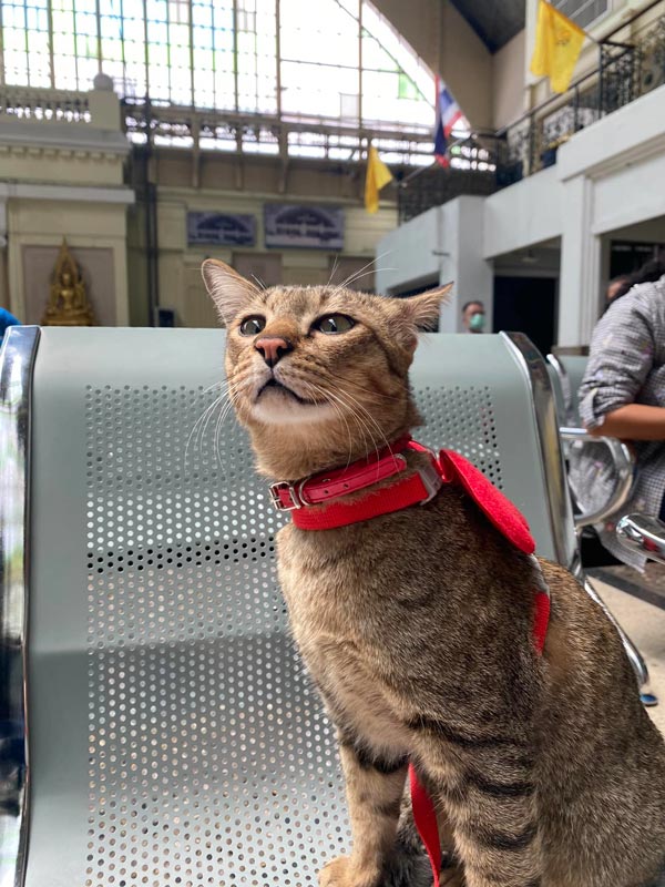 เจ้าหมูทะ แมวหลงบนทางด่วน