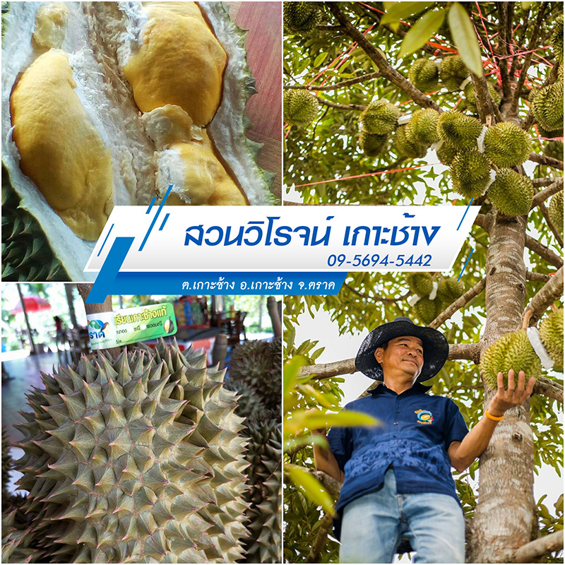 สวนผลไม้ตราด 2565