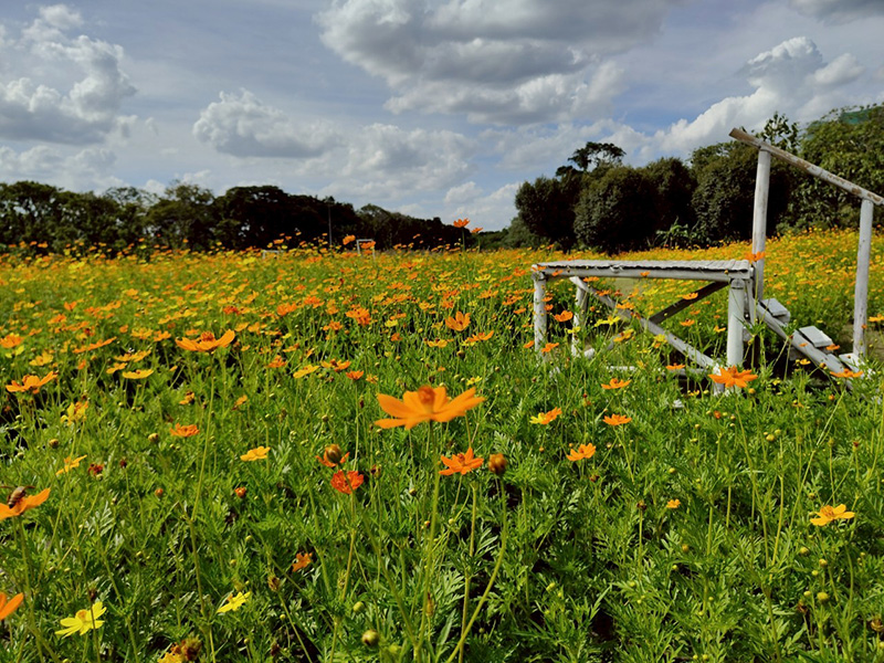 ทุ่งคอสมอส สวนรถไฟ