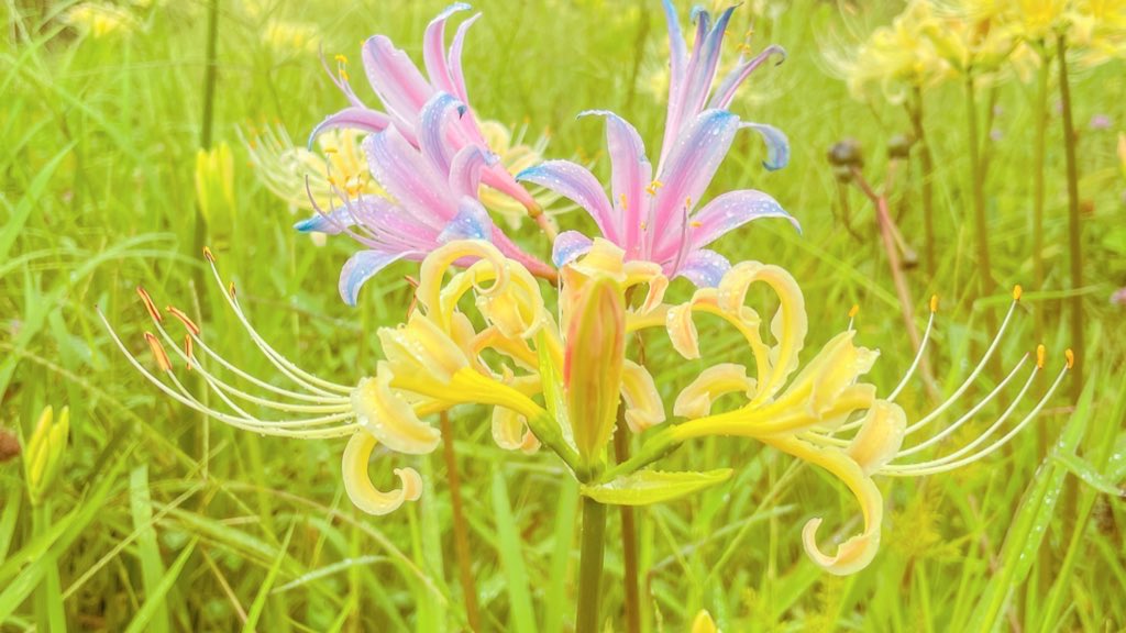 ดอกลิลลี่แมงมุมสีฟ้า