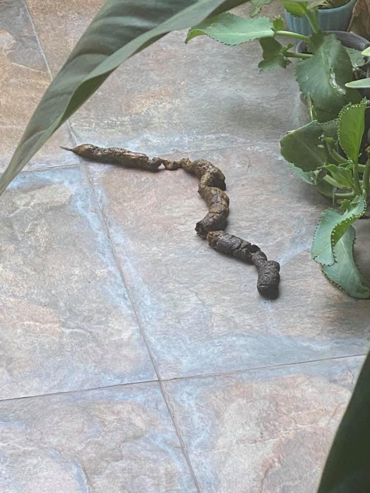 งูเข้าบ้าน