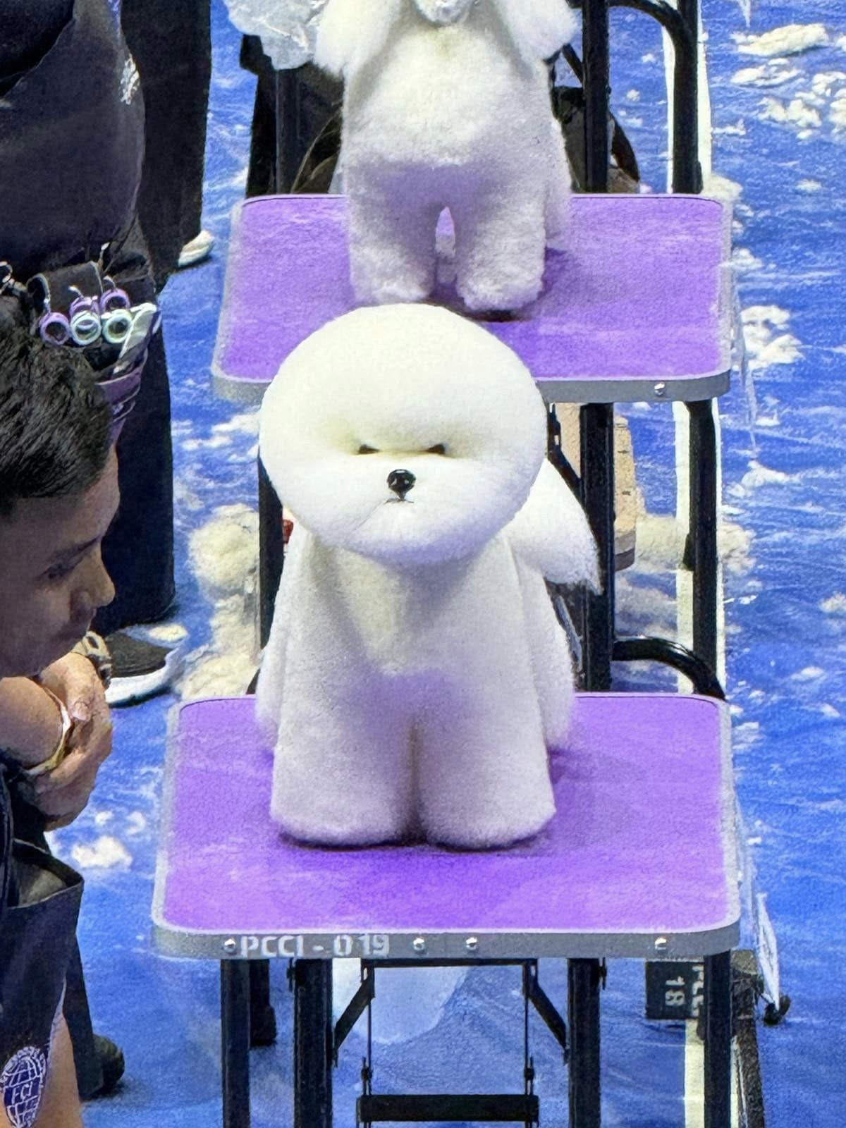ตัดขนหมา