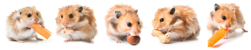 อาหารแฮมสเตอร์