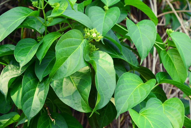 ผักเชียงดาผัดไข่