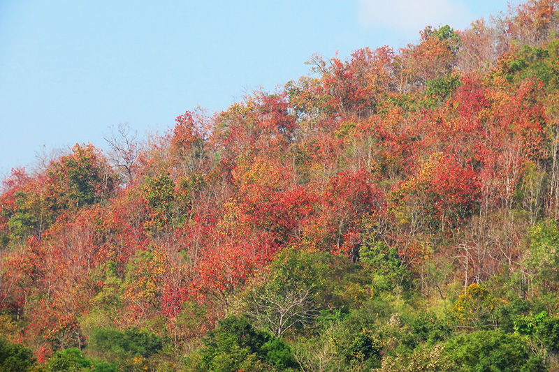 ป่าเปลี่ยนสี อุทยานแห่งชาติคลองลาน 2569