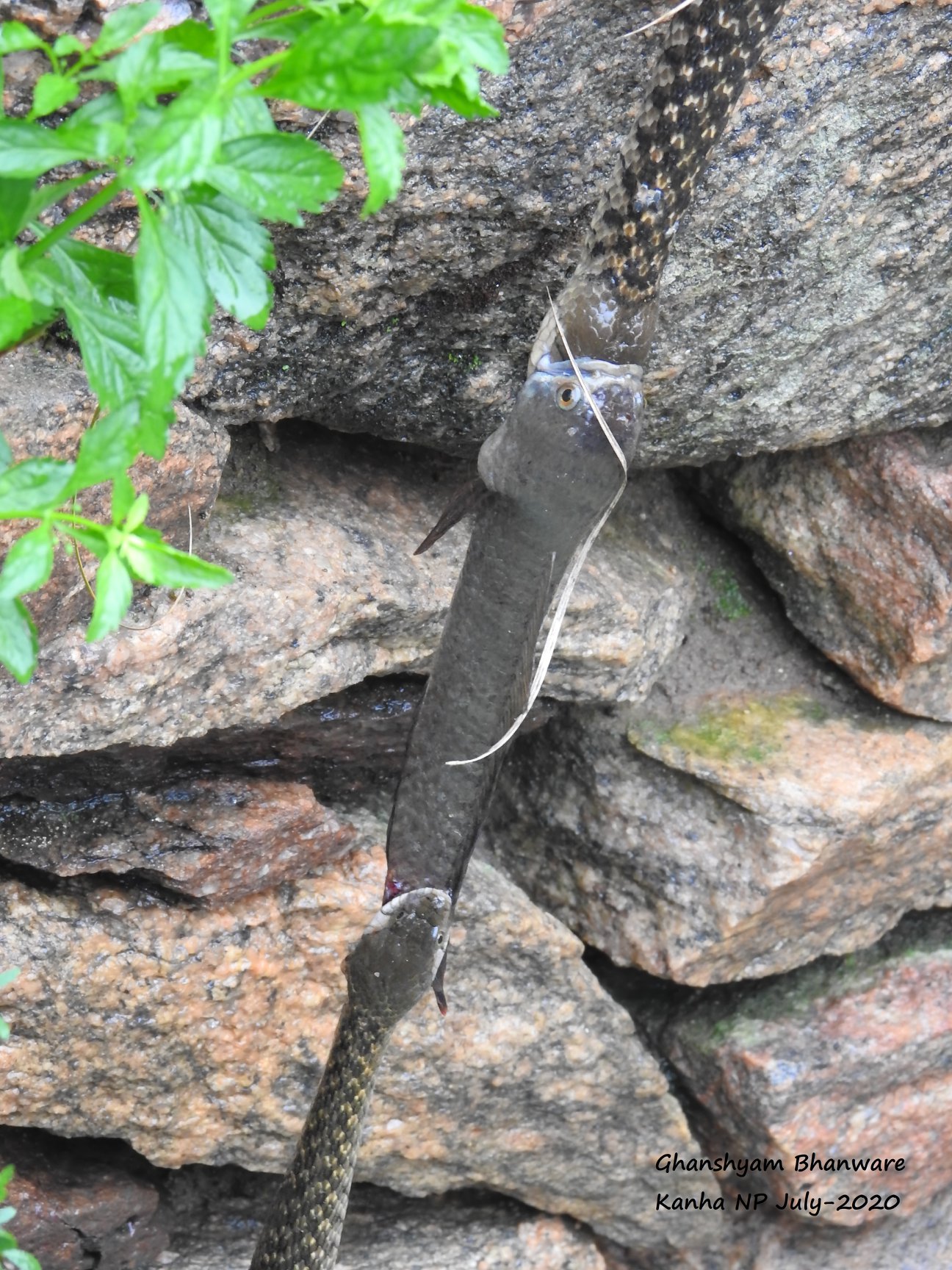 งูเขมือบปลา