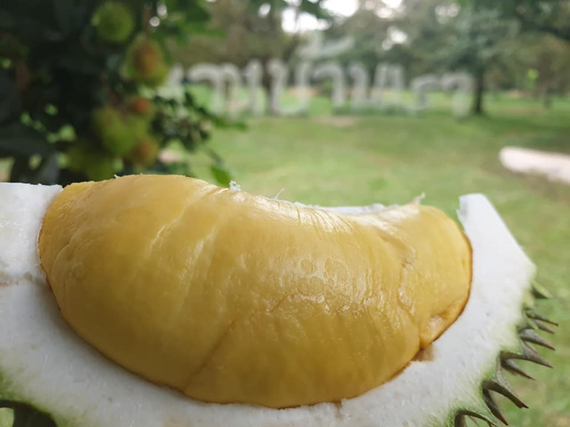 สวนผลไม้ระยอง จันทบุรี 2563