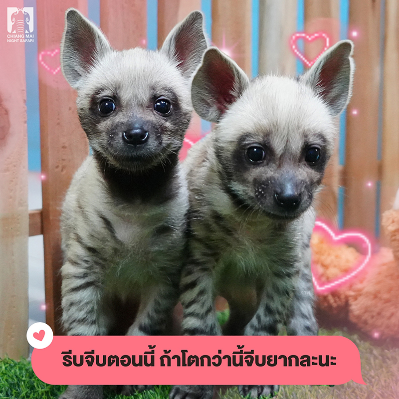 เชียงใหม่ไนท์ซาฟารีชวนโหวตชื่อเจ้าไฮยีน่าน้อย