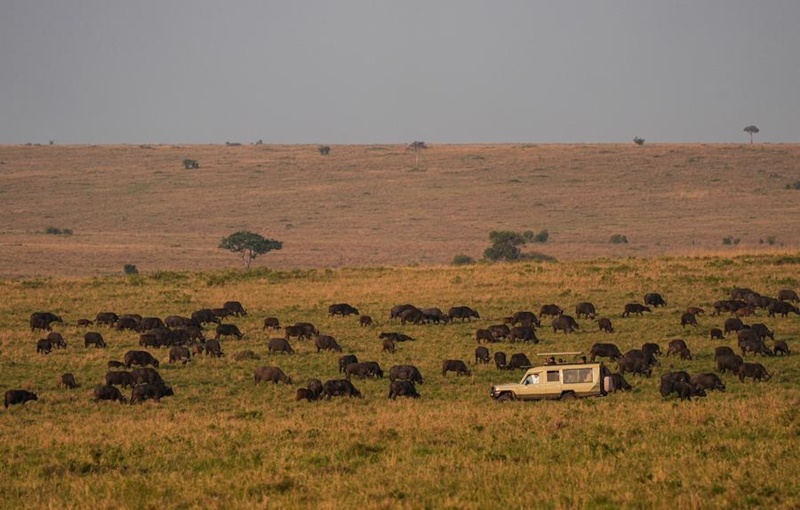 สัตว์ป่าในเขตอนุรักษ์ มาไซ มารา ประเทศเคนยา