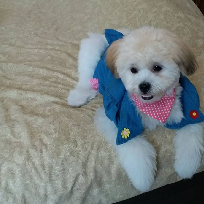 สัตว์เลี้ยงเมมเบอร์วง bnk48