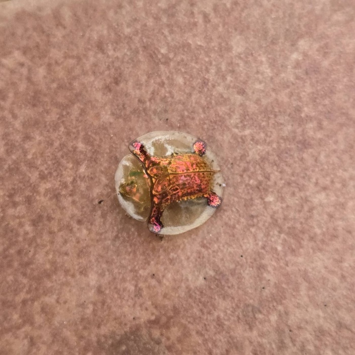 สัตว์หายาก